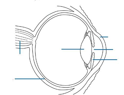 Blank Eye Diagram