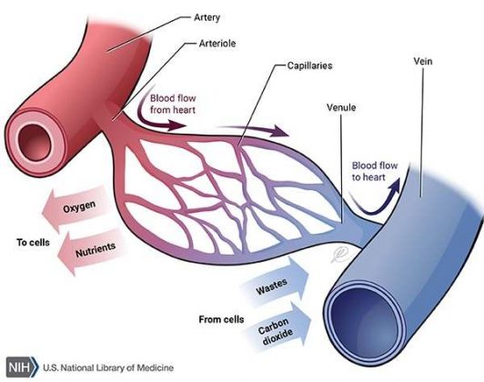 Blood vessels diagram