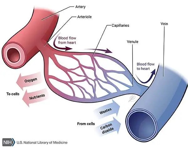 Blood Vessels Diagram