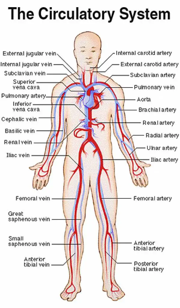 blood-vessel-diagram-label