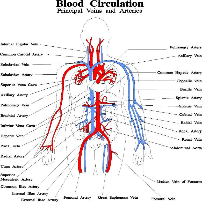 Blood Vessels Diagram