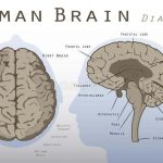 Human Brain Anatomy Diagram Anatomy Of Human Brain Anatomy Of Human Brain Pdf Human Anatomy