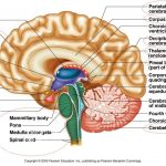 Human Brain Anatomy Diagram Anatomy Of Human Brain Anatomy Of Human Brain Pdf Human Anatomy