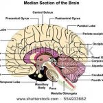Human Brain Anatomy Diagram Anatomy Of Human Brain Anatomy Of Human Brain Pdf Human Anatomy