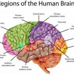 Human Brain Anatomy Diagram Anatomy Of Human Brain Anatomy Of Human Brain Pdf Human Anatomy