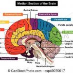 Human Brain Anatomy Diagram Anatomy Of Human Brain Anatomy Of Human Brain Pdf Human Anatomy