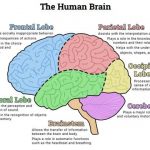 Human Brain Anatomy Diagram Anatomy Of Human Brain Anatomy Of Human Brain Pdf Human Anatomy