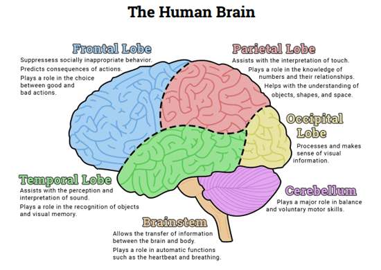 Brain diagram