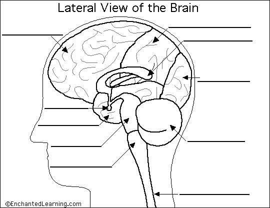 Brain diagram blank