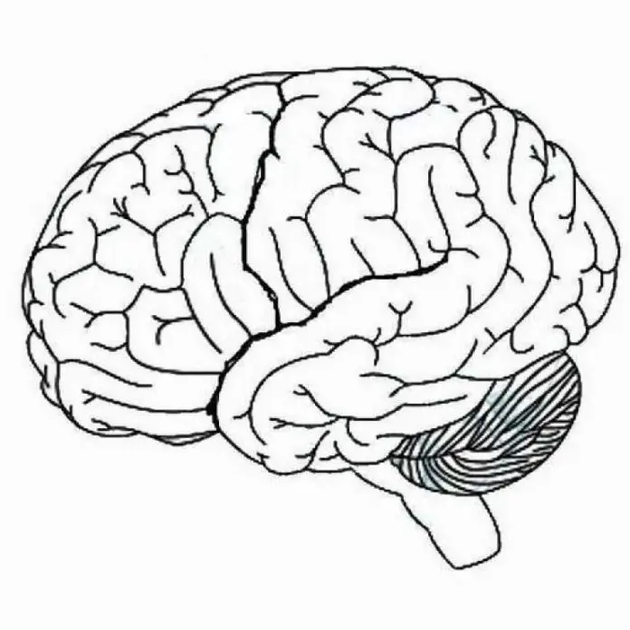 Brain Diagram Blank