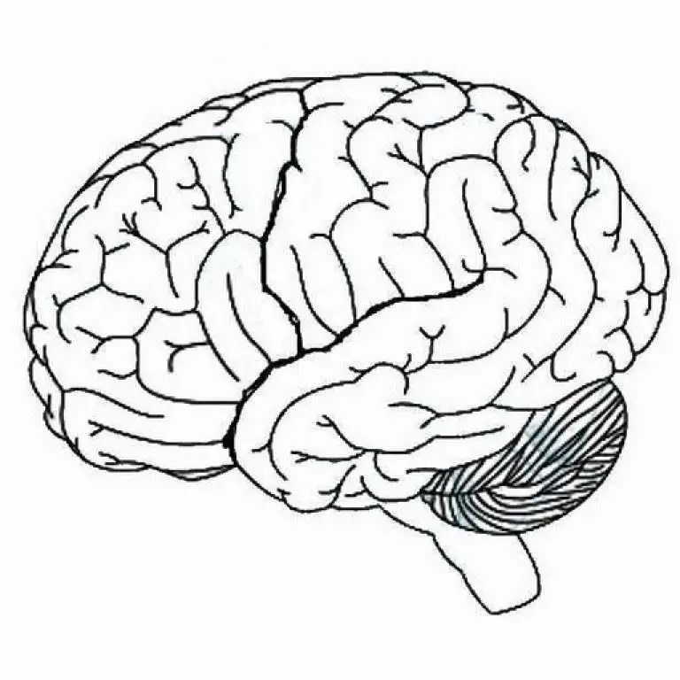 Brain diagram blank Healthiack