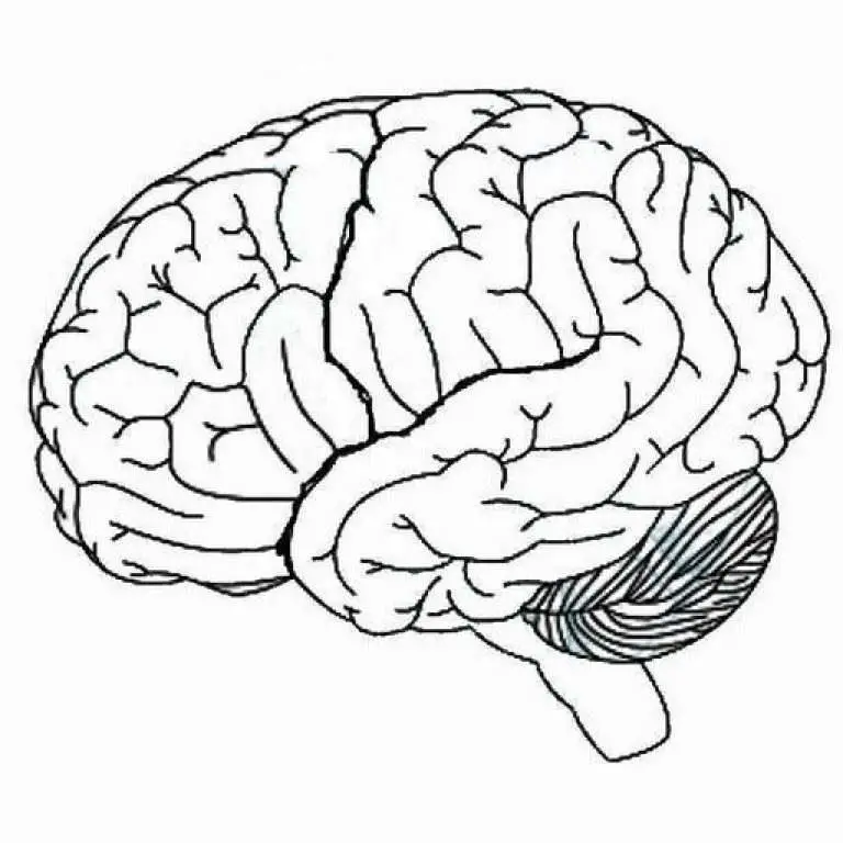 Blank Brain Diagram