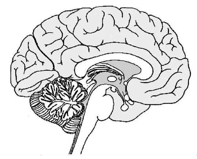 Brain diagram blank