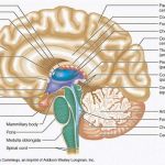 Brain diagram labeled
