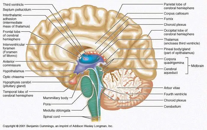 Brain diagram labeled