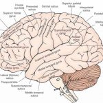 Brain diagram labeled