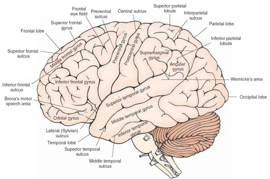 Brain diagram labeled