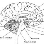Brain diagram labeled