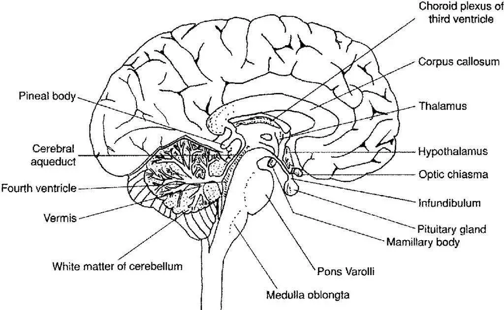 Brain diagram labeled