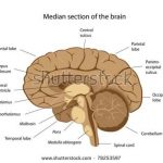 Brain diagram labeled