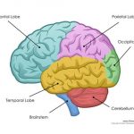 Brain diagram labeled