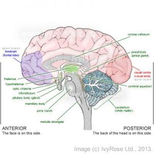 Brain diagram labeled