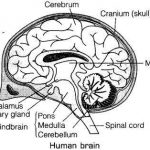 Brain diagram labeled