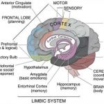 Brain diagram labeled