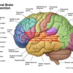 Brain diagram labeled