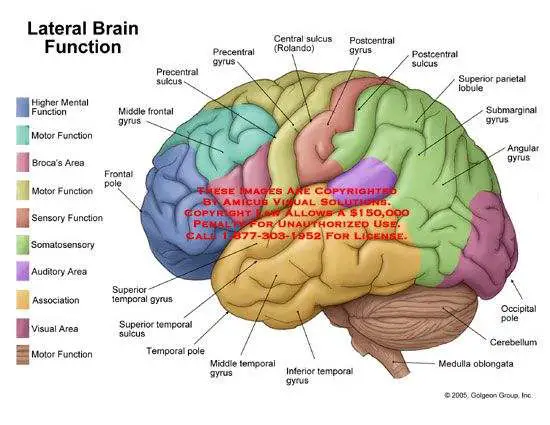 Brain diagram labeled