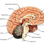 Brain diagram labeled