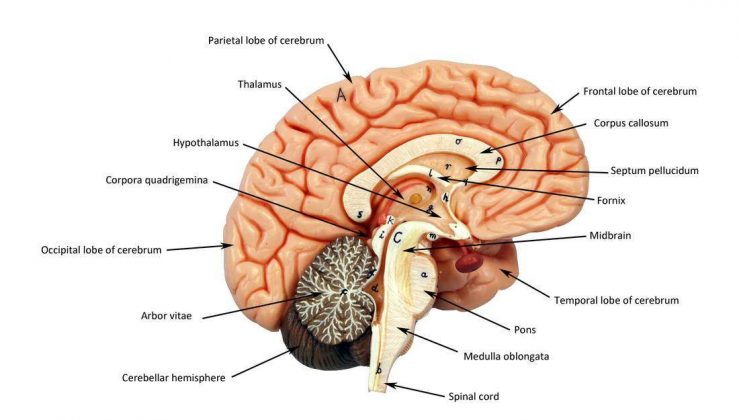 Brain diagram labeled