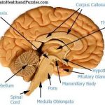 Brain diagram labeled