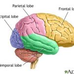Brain diagram lobes