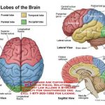 Brain diagram lobes