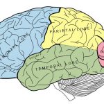 Brain diagram lobes