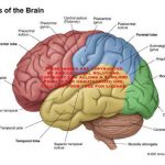 Brain diagram lobes