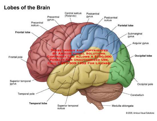Brain diagram lobes | Healthiack