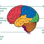 Brain diagram lobes