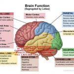 Brain diagram lobes