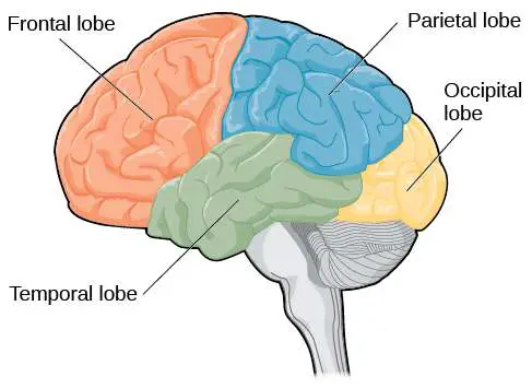 Brain diagram lobes