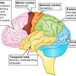 Brain diagram lobes
