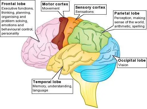 Brain diagram lobes