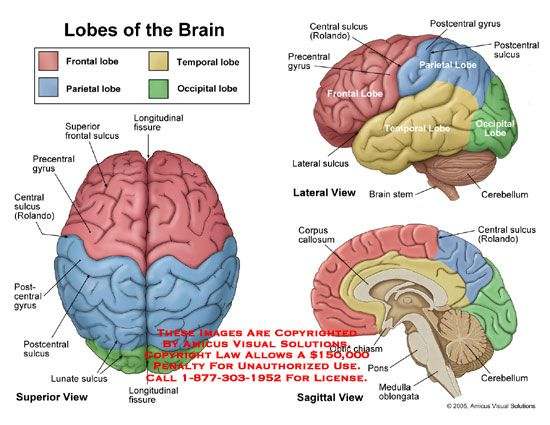 Brain lobes diagram