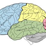 Brain lobes diagram