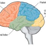 Brain lobes diagram