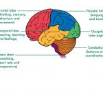 Brain lobes diagram
