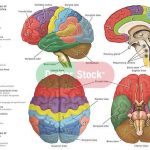 Brain lobes diagram