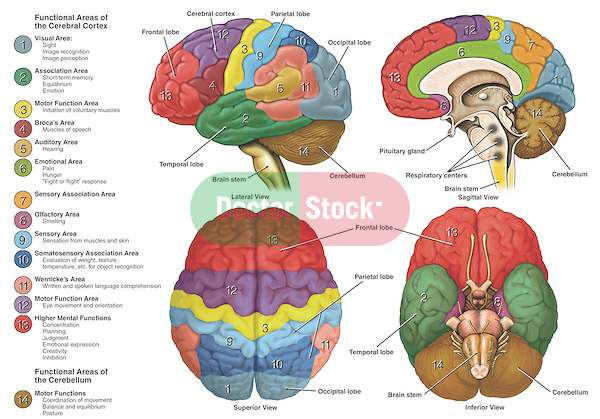 Brain lobes diagram