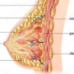Breast diagram